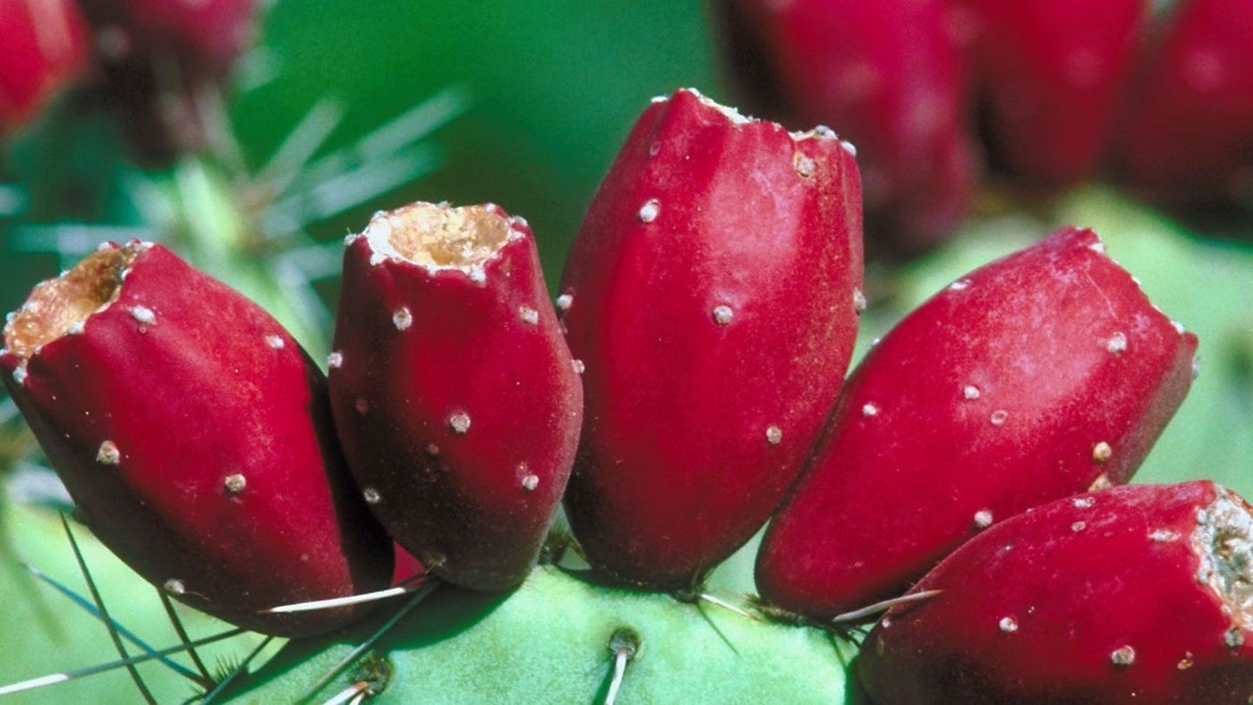 Prickly Pear Rejuvenating Skincare